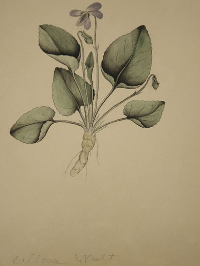 Viola_08
